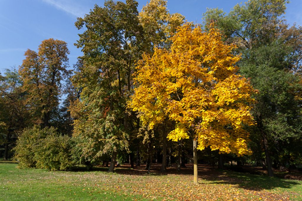 Autunno al Parco di Monza