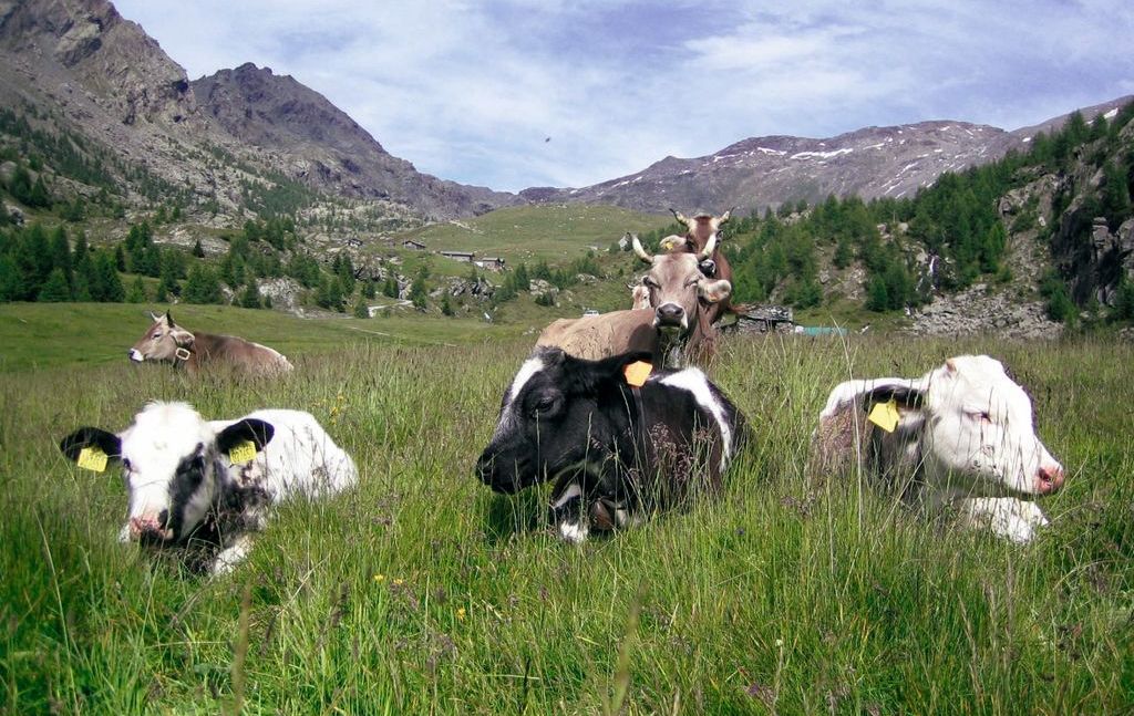 Valmalenco, mucche al pascolo