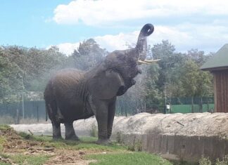 Safari Ravenna in Camper: un’avventura “a impatto zero” tra leoni, lemuri e scimpanzé