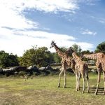 Safari Park Pombia