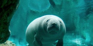 Lamantino all'Acquario di Genova