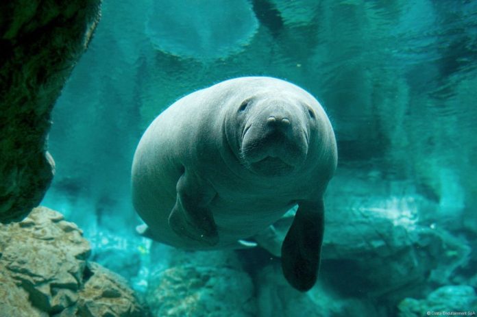Lamantino all'Acquario di Genova