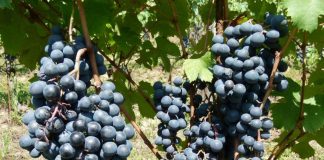 Cantine a Nord Ovest 1