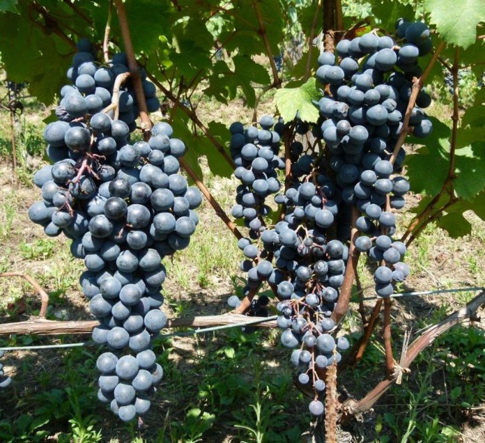 Cantine a Nord Ovest 1