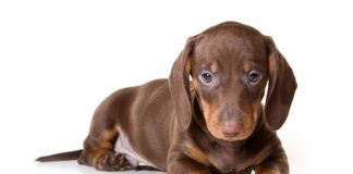 Dachshund