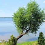 Masuria