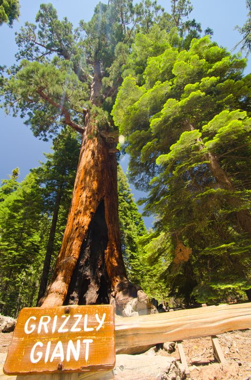 Sequoia allo Yosemite