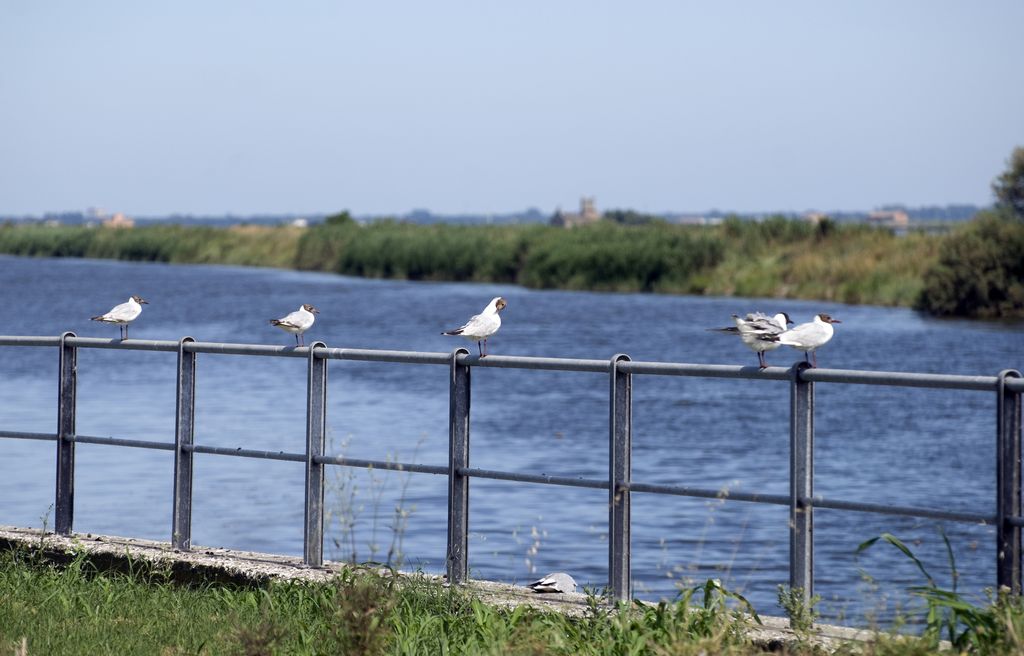 Comacchio birdwatching