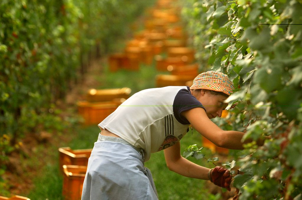 vendemmia