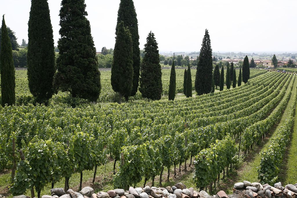 vigneto ad Erbusco