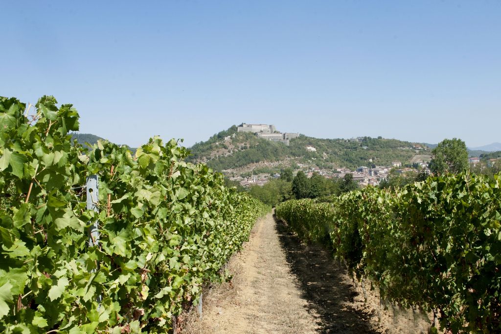 Gavi (AL)