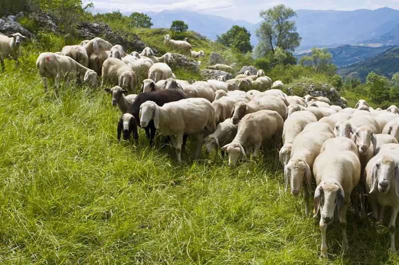 le pecore d'abruzzo
