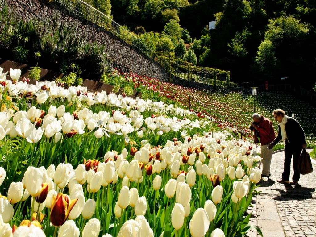 Tulipani-ai-Giardini-di-Castel-Trauttmansdorff