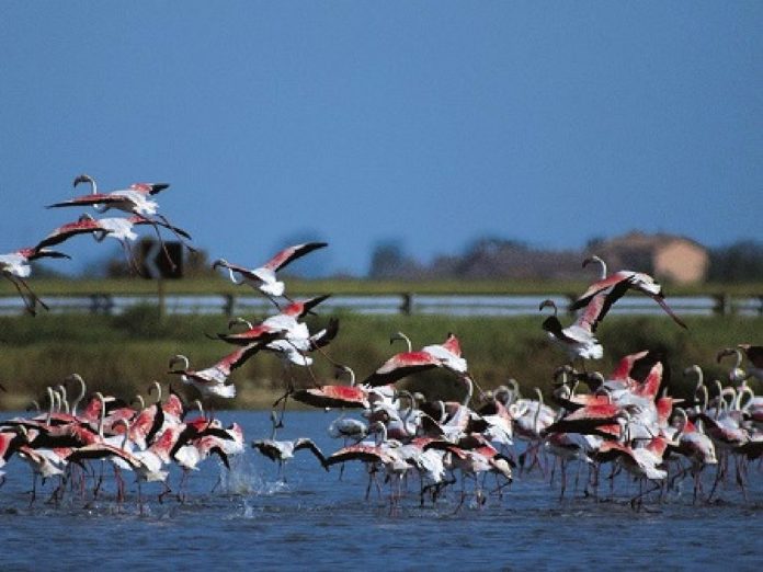 fenicotteri rosa