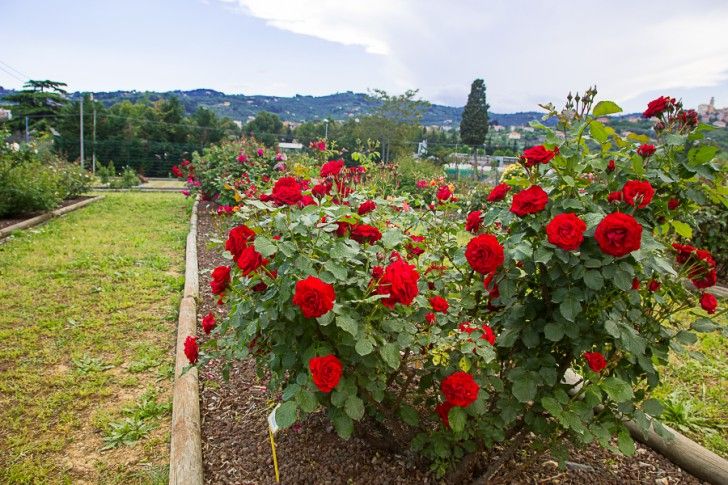 Al Roseto ... il roseto