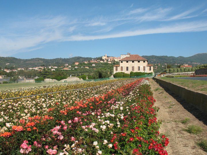 I roseti - Al Roseto Diano Marina