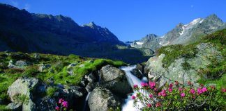 Alpenrosen Wasser Fotografer Anton Klocker Oetztal Tourismus