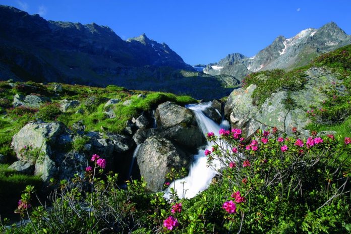 Alpenrosen Wasser Fotografer Anton Klocker Oetztal Tourismus