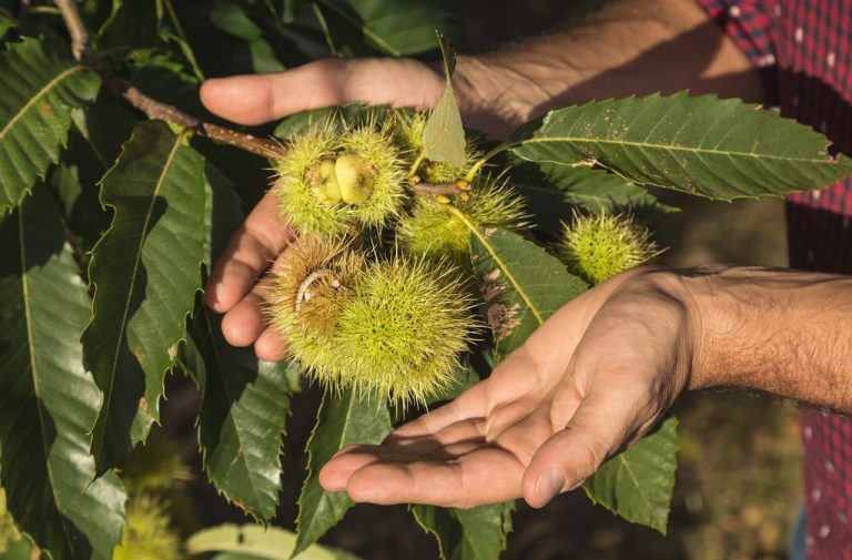 Le Settimane delle Castagne