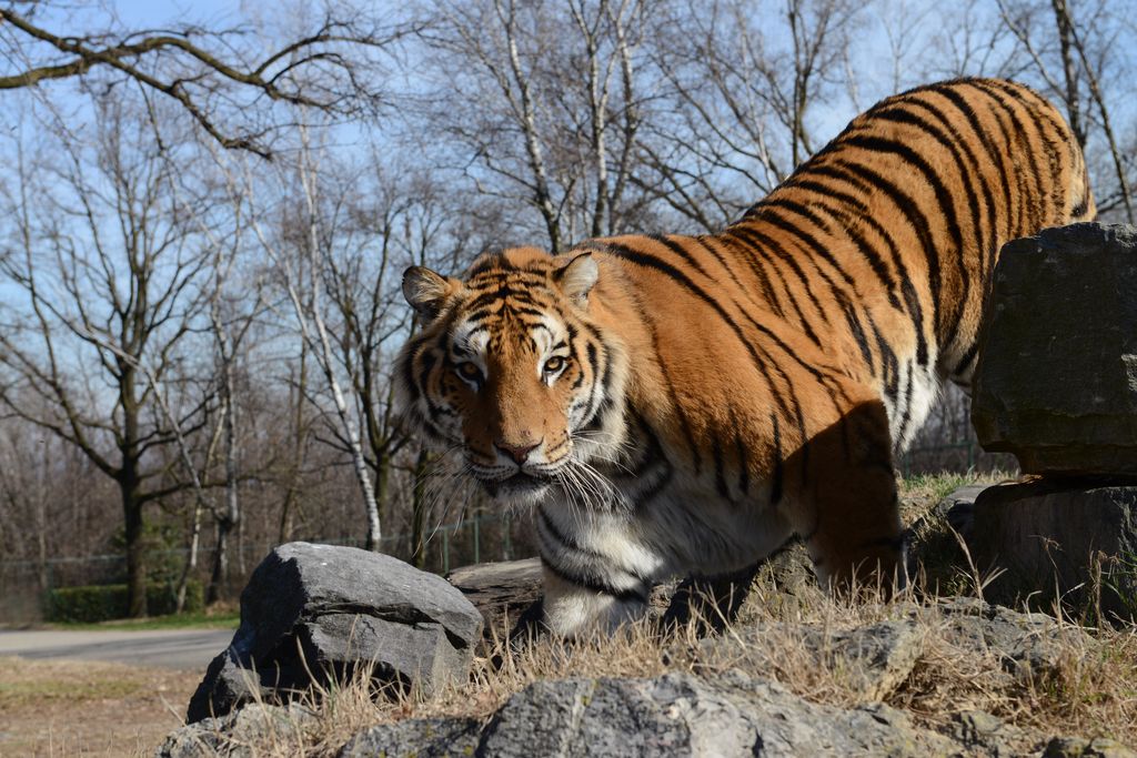Safari Park tigre siberiana