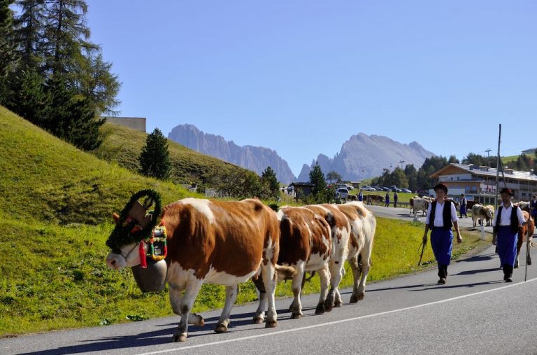 Transumanza nelle Alpi di Siusi