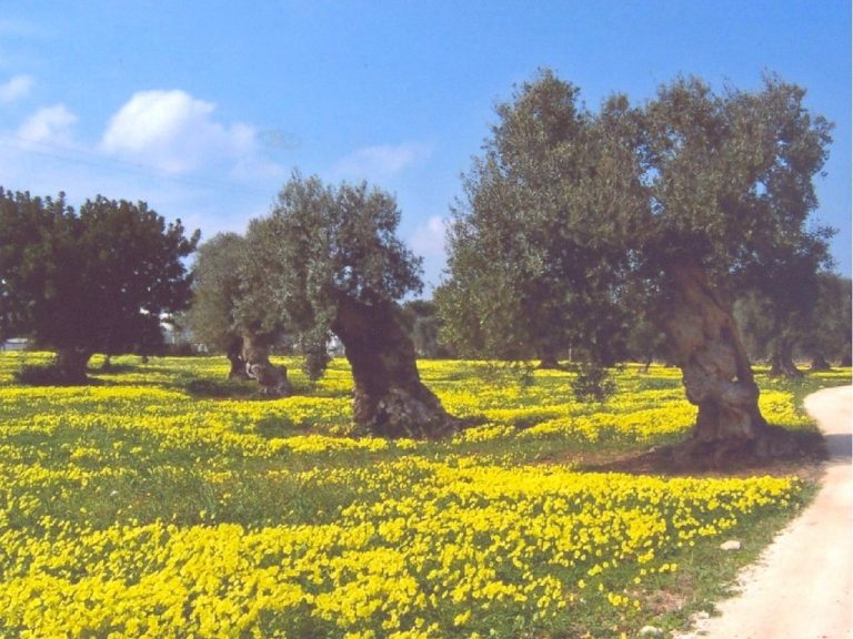 Camminata tra gli olivi