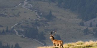 Apericervo comprensorio Pontedilegno-Tonale