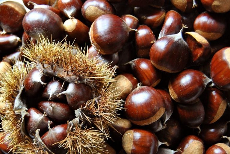 Festa delle Castagne e dei Ricordi