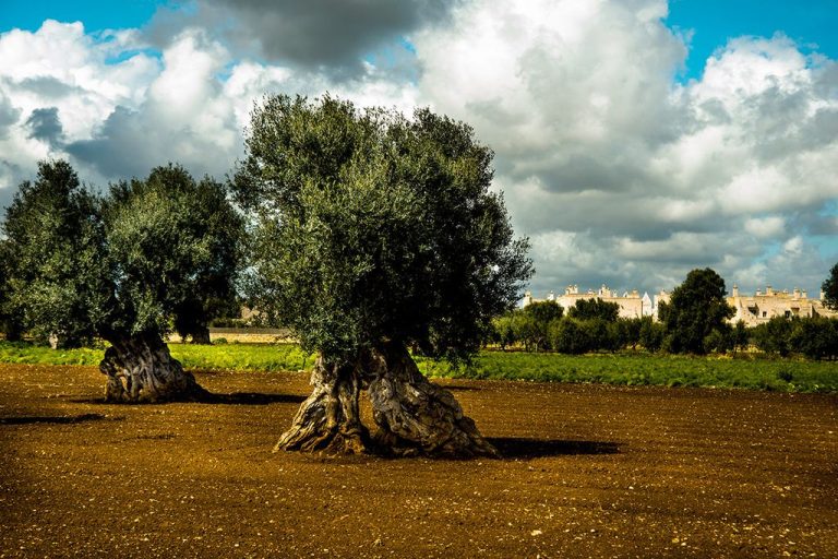 A Borgo Egnazia alla Scoperta dell’Oro di Puglia