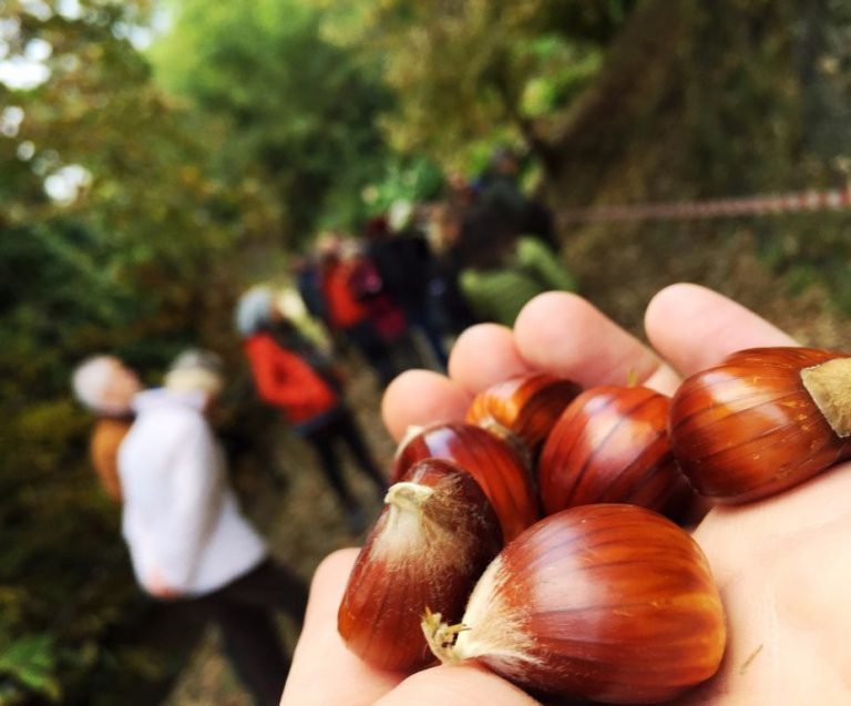 DiVin Ottobre: l’autunno colora la Strada del Vino e dei Sapori del Trentino
