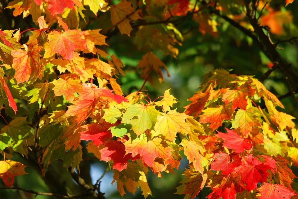 Fall Foliage