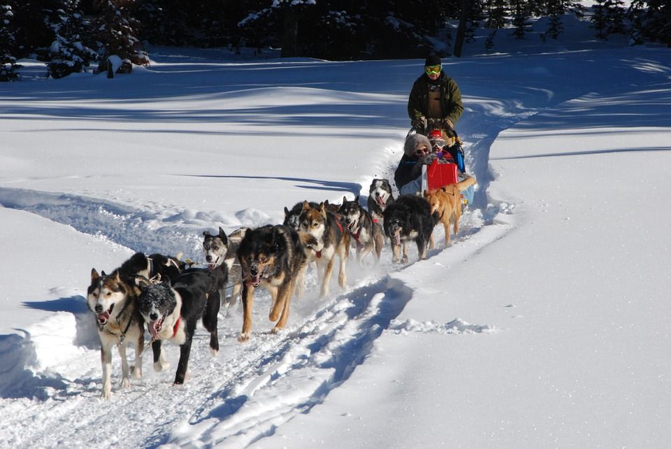 Sled Dog