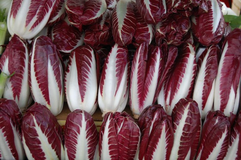 110° Antica Mostra del Radicchio Rosso di Treviso IGP