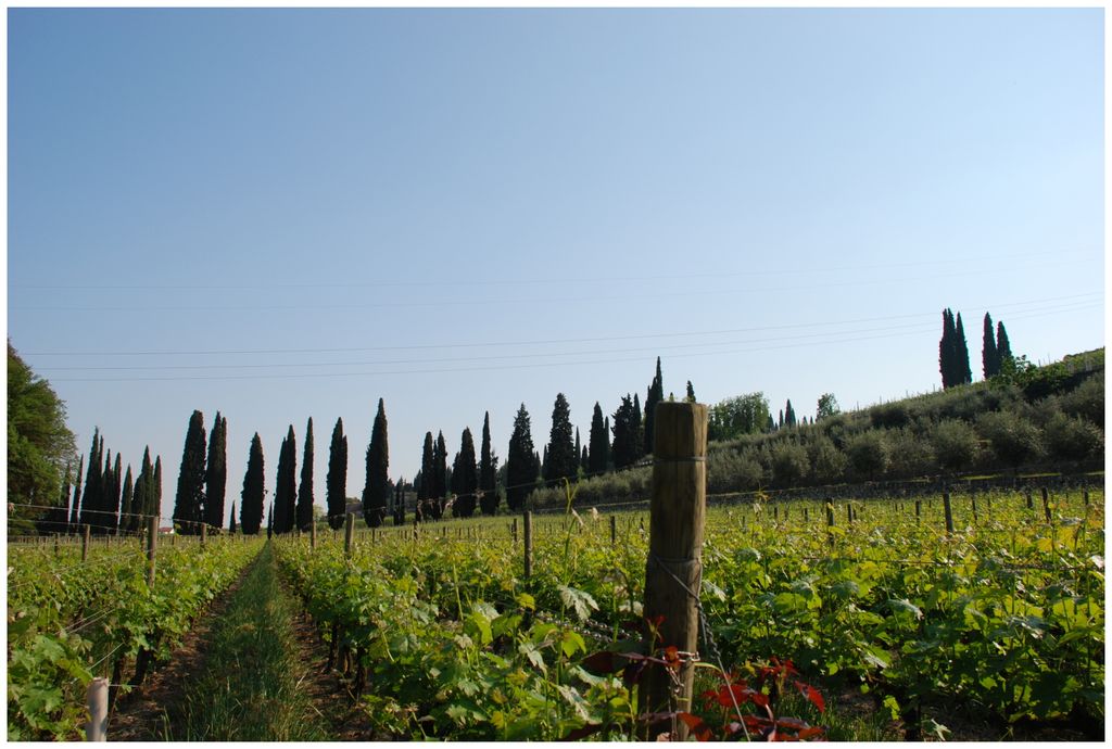 Vigne in Valpolicella