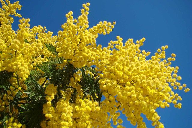 Sagra della Mimosa