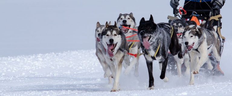 Campionato Europeo di Sleddog