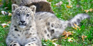 Le Cornelle leopardo delle nevi