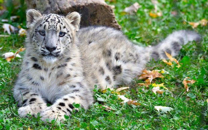Le Cornelle leopardo delle nevi