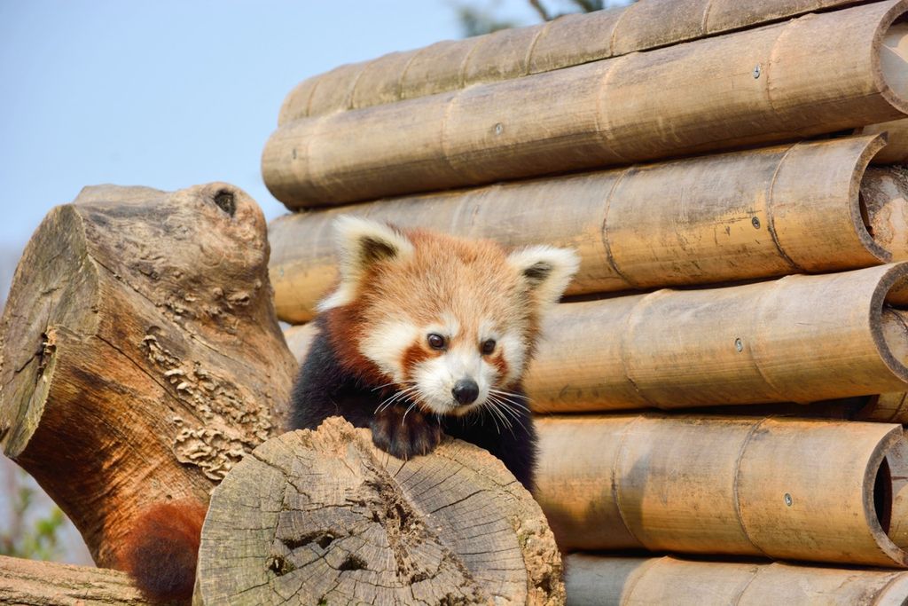 Le Cornelle panda minore