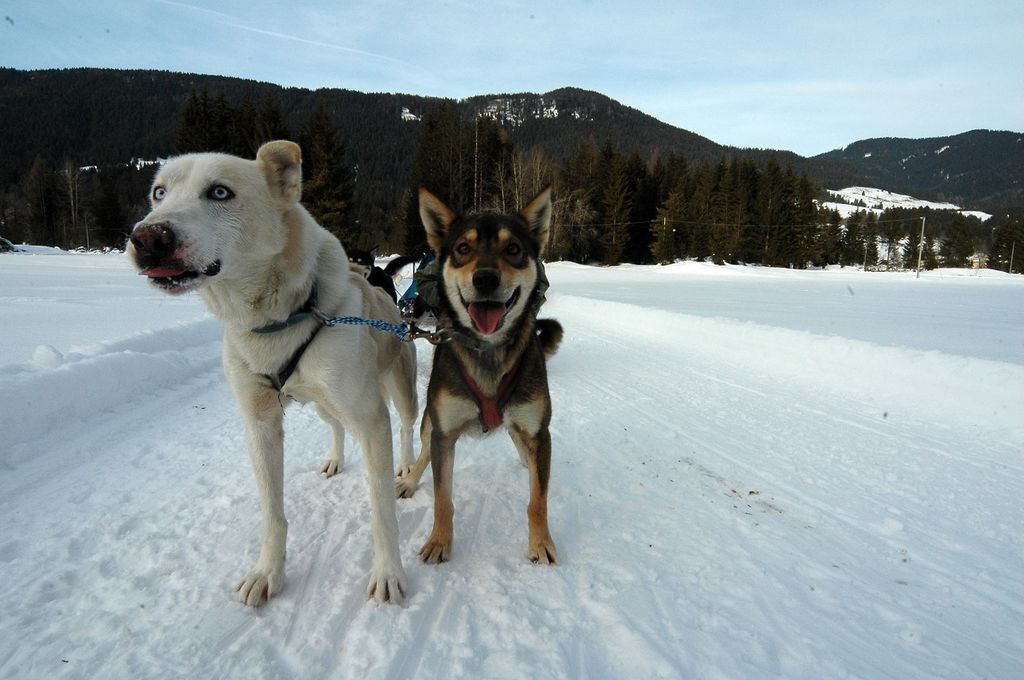 sleddog foto Maurizio Valdemarin