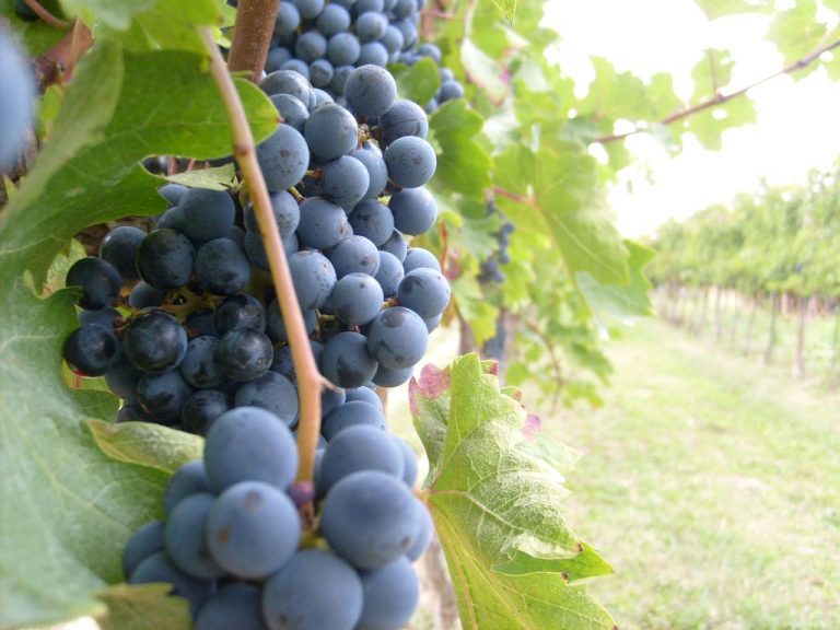 Villa Favorita 2018: quindici anni di vini naturali