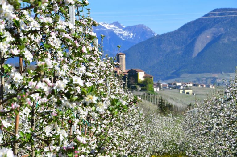 Aprile Dolce Fiorire