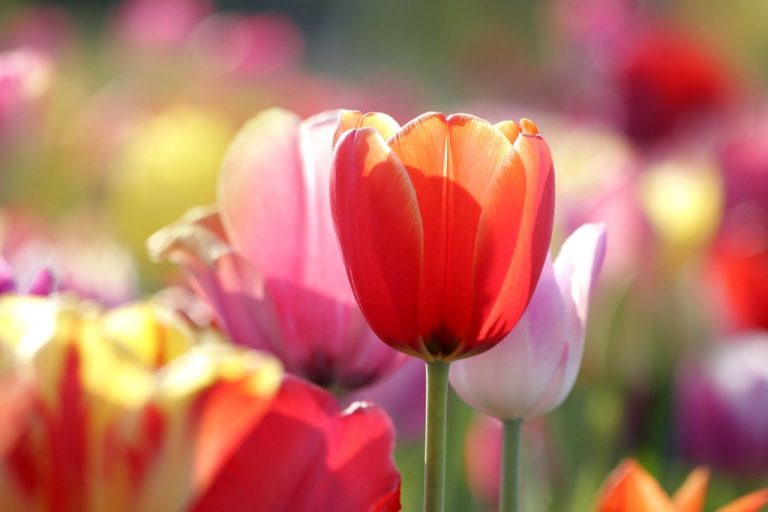Messer Tulipano