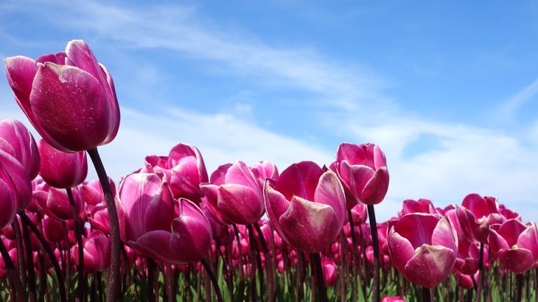 Tulipani Italiani a Cornaredo