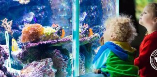 acquario cattolica