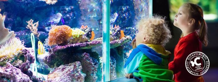 acquario cattolica