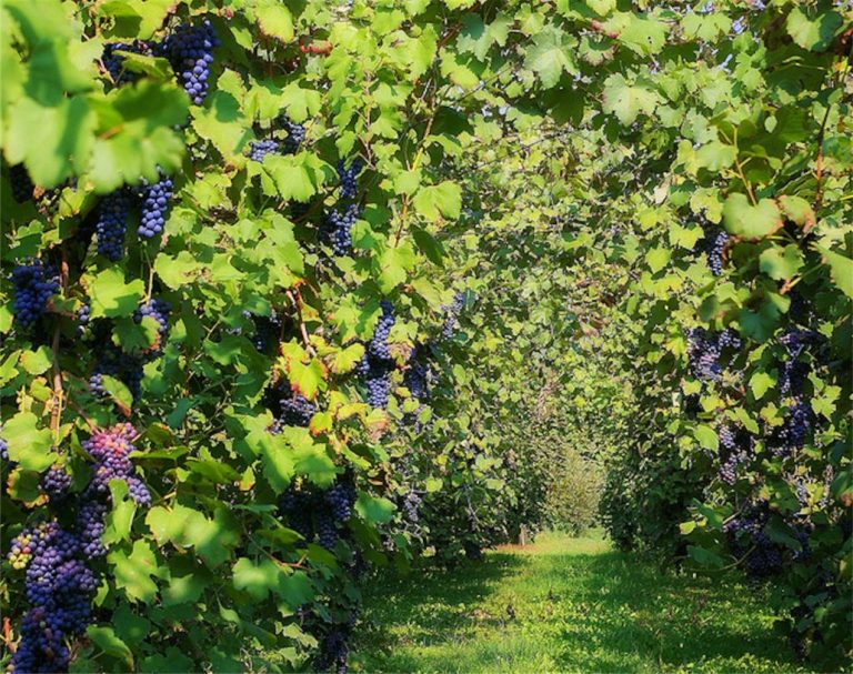 Sagra del Lambrusco e degli spiriti diVini
