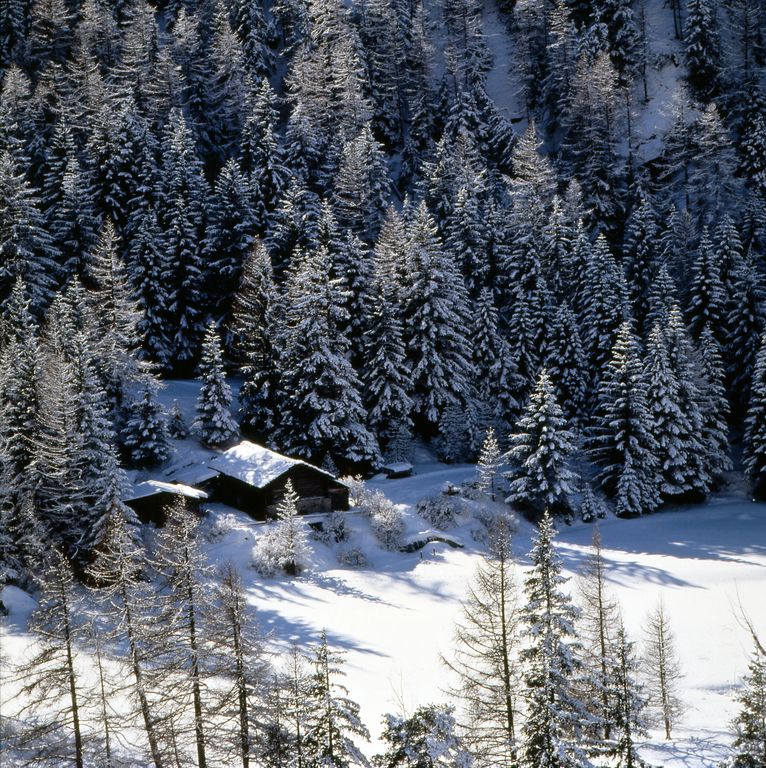 Pineta Prova Cogne