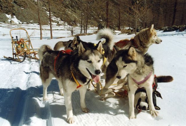 Sleddog