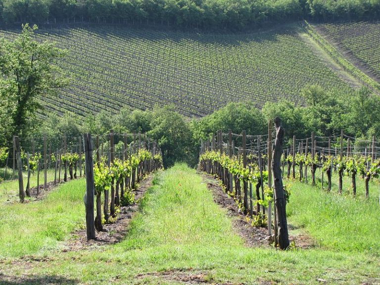 Vignaioli di Radda, tour in jeep e degustazioni